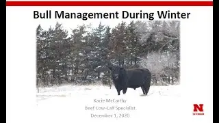 Bull Management During Winter