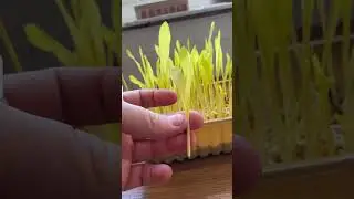 #growpopcornshoots #mircogreens #gardenhack #gardeningtip #popcornshoots #gardeningindoors #gardenin