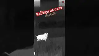 #nature #кабан #охотанакабана #ночнаяохота #hunting #nighthunting #wildlife