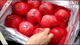 Pomegranate Wonderful - AgroEgypt - October 2016