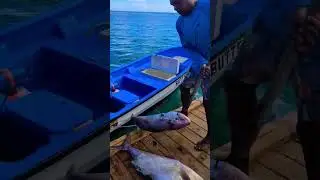 #freshfish #aruba #streetfood #zeerover 🐟 #restaurant  #piratesofthecaribbean @LetsgowithHyro