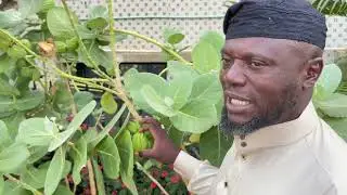 ITOJU OJU PELU ESO BOMU-BOMU. HOW TO TREAT EYE INFECTION WITH CALOTROPIS PROCERA (GIANT MILKWEED).