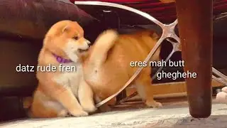 I N S O L E N C E