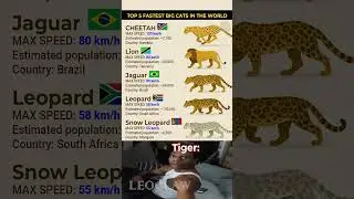 Top 5 Fastest Big Cats In The World 🚀 Did You Expect This? #shorts #wildlife #animalfacts #animals