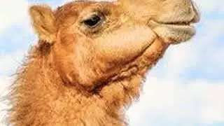 Camel Growl 🐪 🔊