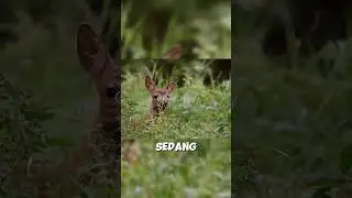 KISAH SEDIH INDUK RUSA #shorts #youtubeshorts #story