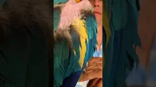 #birds #parrots #macaws#love#rescue#recovery