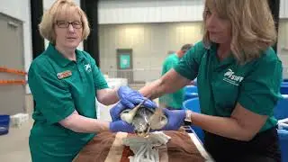 Visiting a Sea Turtle Hospital | From the Field