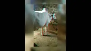 #beautiful❤ andara cows with goru ailo song by king cow fan👑