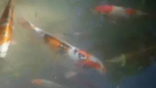 koipool.AVI
