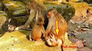 So sad & So Pity ! See small baby Barbi fall down coz wrong catch, Why mom Blacky doesn't care Barbi