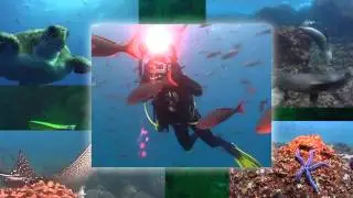 DivEncounters - From the Galapagos to the Maldives