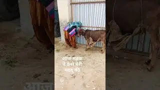 Daily routine vlog Poonam dairy farm malikpur 
