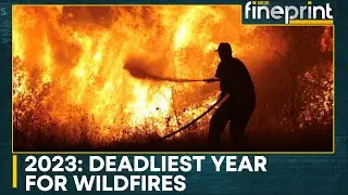 Over 259 killed in forest fires worldwide | Devastating forest fires of year 2023 | WION Fineprint