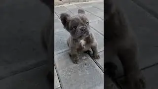 Dog lover | amazing animals #334 | #shorts