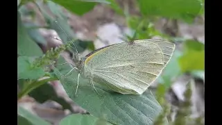 Large Cabbage White Butterfly #butterfly