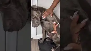 The Ultimate Coconut Oil Rub Down After Pitbull Bath Routine .