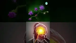 Migraine रोगियों के लिए काफी फायदेमंद है Sahadevi Plant || एक चमत्कारी जड़ी बूटी || purple fleabane