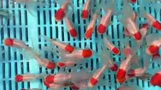 Small Redcap Oranda Goldfish from Blue Ridge Koi