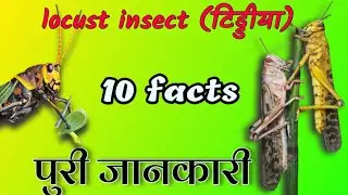 Locust attack in india | Locust insect facts in hindi | locust insect latest news