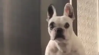 Walter Won't Leave the kitchen till he gets more bacon