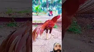 yellow Aseel murga saval rooster #roosterfarm #mianwaliaseels #mianwaliaseels #aseelmurga