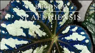 BEGONIA SP AFF AIENSIS [ Short Video Overview]