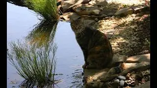 Simple Garden Pond | Backyard Nature Attractant