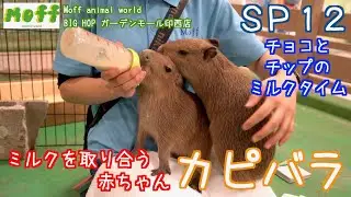 ＳＰ１２　ミルクを取り合う赤ちゃんカピバラ