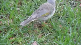 Noisy Miner Foraging Behaviour