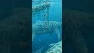 The Wonderful World of Dinosaur - Ichthyosaurus - The Biggest Marine Dinosaur #facts #dinosaur