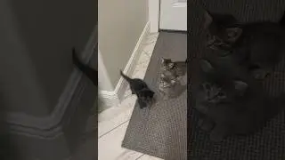 Feisty kitten #cute #funny