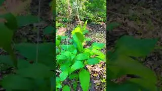 Fea finds: wild comfrey. #gratitude #nature #iloveyou #hiking #ihavethisthingwithplants #andfae
