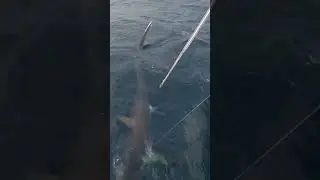 350lb Thresher Shark Kill Shot and harpoon &mdash;#fishing #shark #shorts