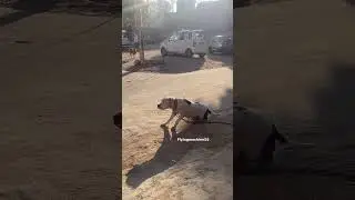 Pitbull dog attack position