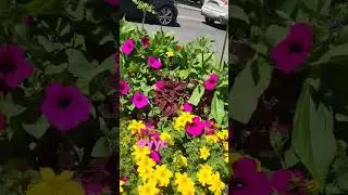 YYC Flower Pots are huge .