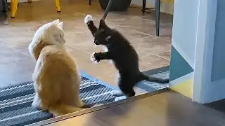 Funny Animal That Will Make You Smile #58