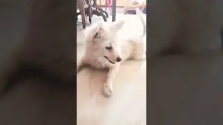 Cute Puppy.. playing.. short#@alammariya.. speech dog..