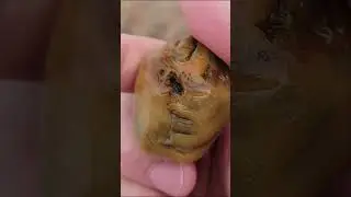WildCat Shores Find: Quartzy Cherty Rock with Limonite Staining