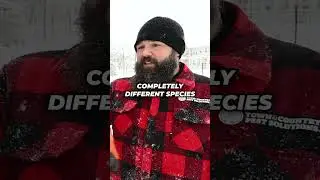 🤔 Разница между крысами и мышами 🐁 | 🐀