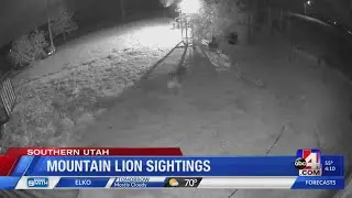 Mountain lions sightings in Toquerville