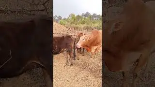 Sempero u masi stem #highlights #entertainment #youtube #funnyanimals #trending