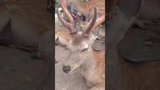 Deer Japan