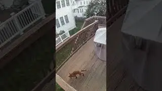 Fox on the deck (8/9/25 6:25am)