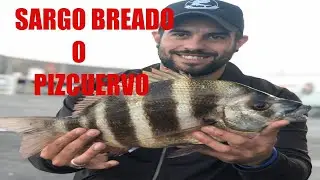 SARGO BREADO O PIZCUERVO EN PUERTO