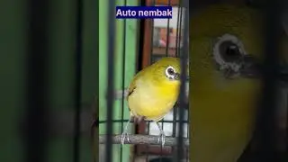 pleci tembakan wit wit kenari cocok buat masteran