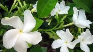 Scented tagar flower || Hybrid tagar ||Berhampur nursery