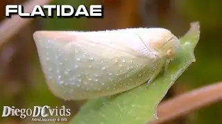 Anormenis chloris - Flatid Planthopper (Flatidae)