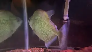 violet line piranha at Smithsonian national zoo December 18 2021
