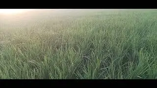 o jaane haan  mai hasin  too  lajava#youtubeshorts #funny #comedy #shorsts #youtubeshorts#viralshort
